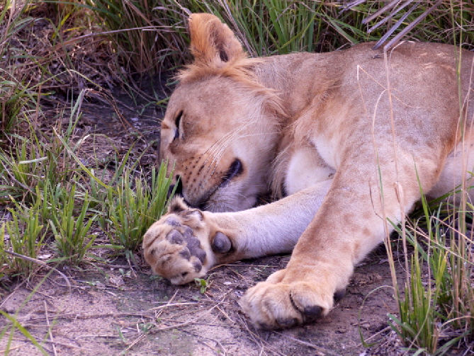 sandrivers-selous-tansania-safari