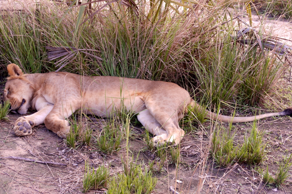 Selous Sand Rivers Camp L�wen