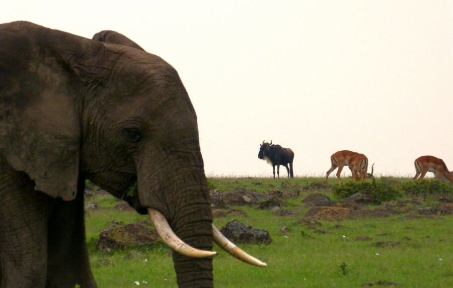 Saruni Wild Masai Mara 