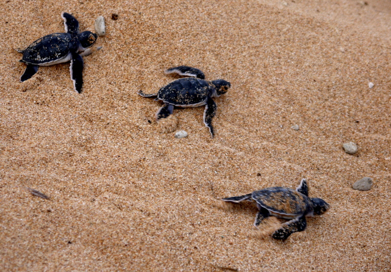 Schildkr�ten  Insel Lamu Kenia