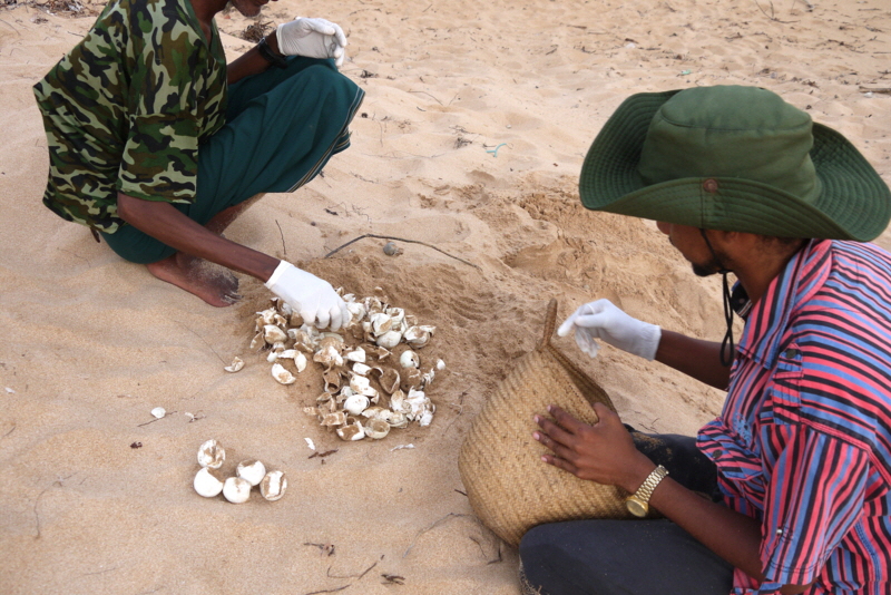 Schildkr�ten  Insel Lamu Kenia