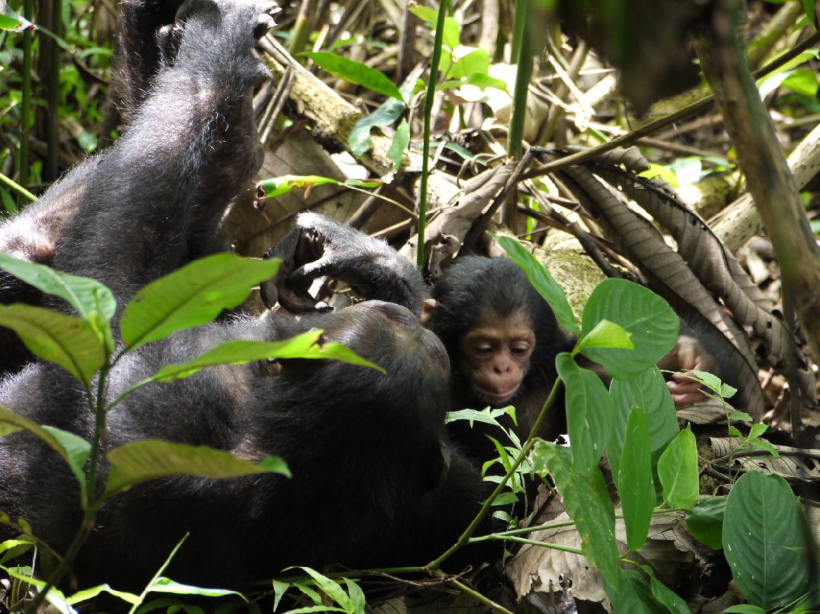 Schimpansen in Mahale Greystoke Tansania 