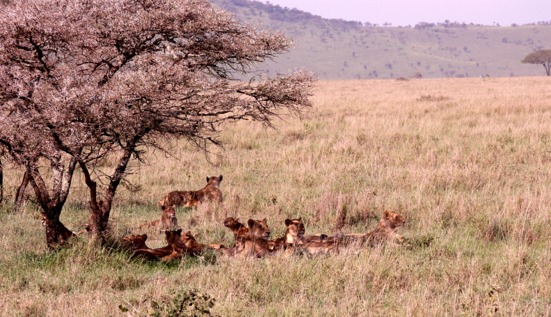 Serengeti L�wenrudel 