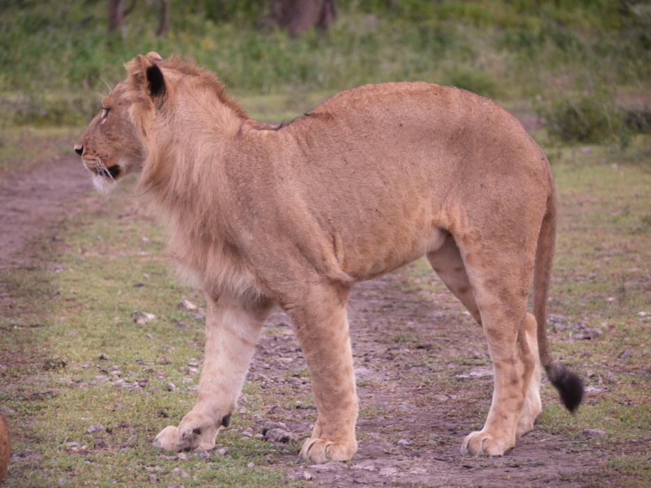 L�we,  junger Kater in Ndutu