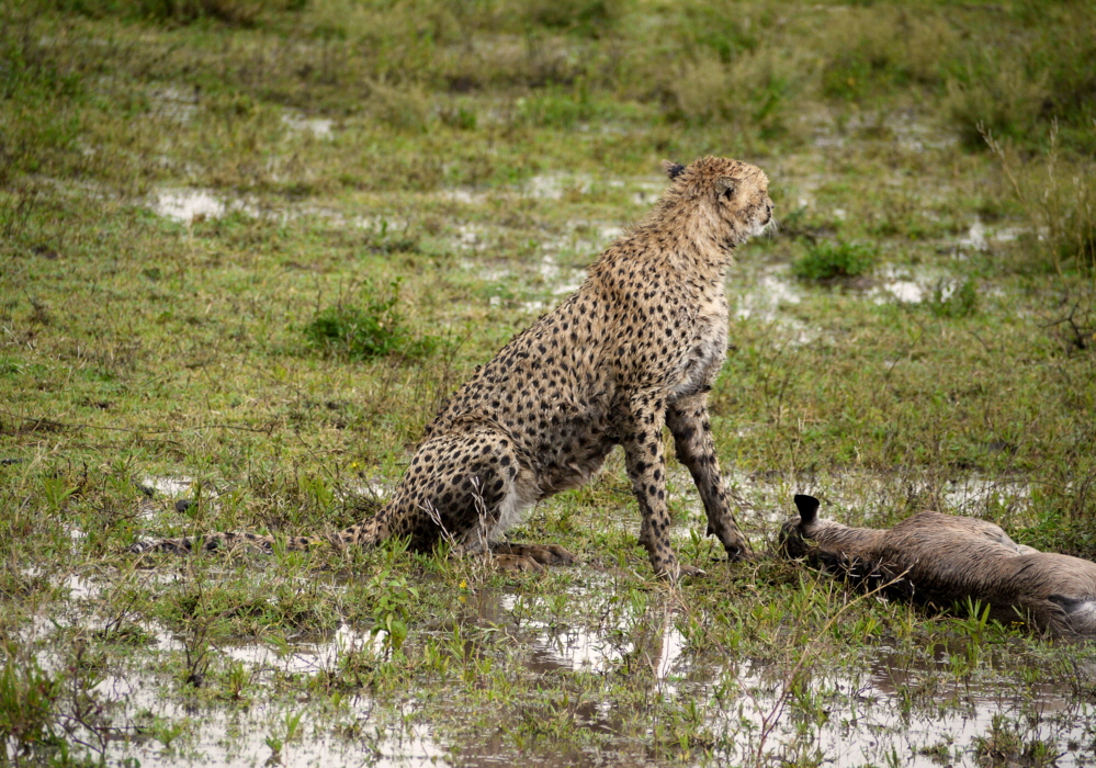 Gepard mit Beute im Regen 