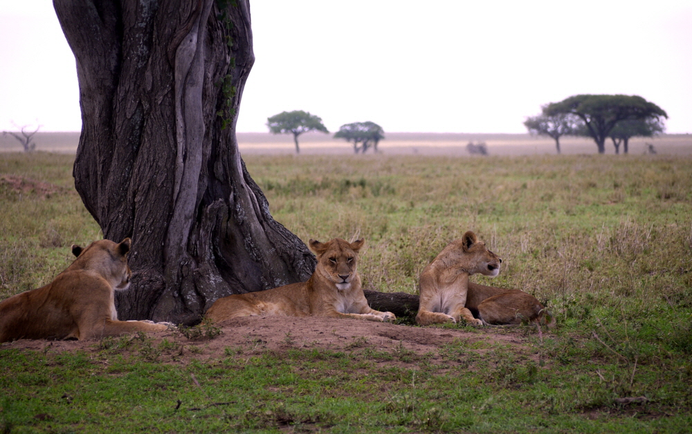 L�wen in der Serengeti