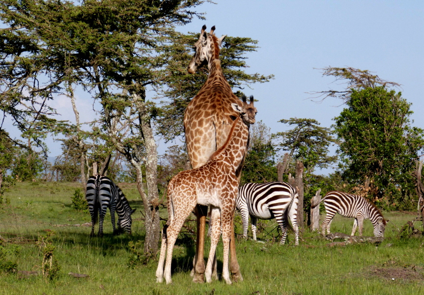 Masai Mara Serian Camps 