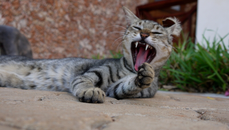 Katzen Insel Lamu Kenia