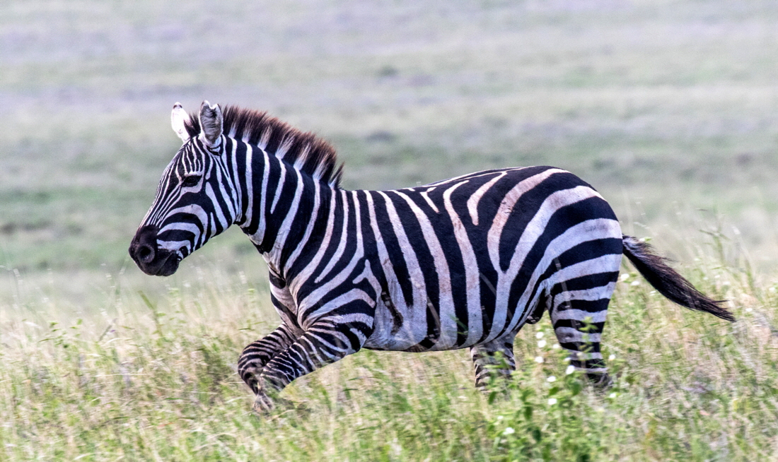 Steppenzebra