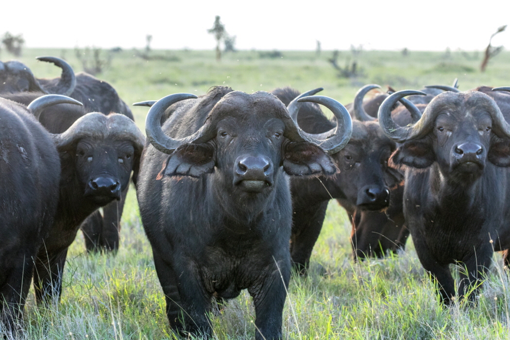 B�ffelherde 
