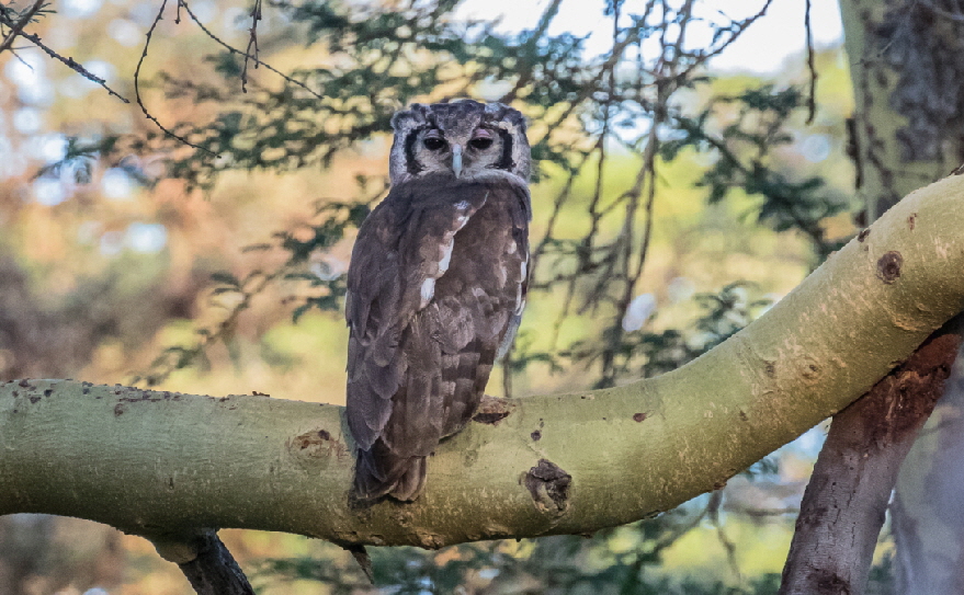 Blassuhu in Lewa downs