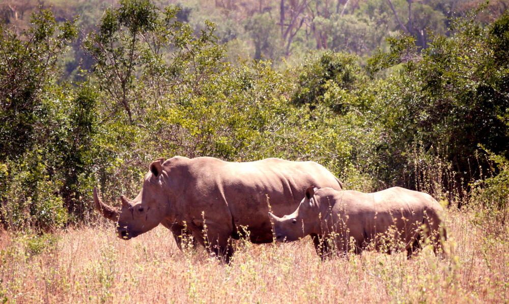 Breitmaulnash�rner