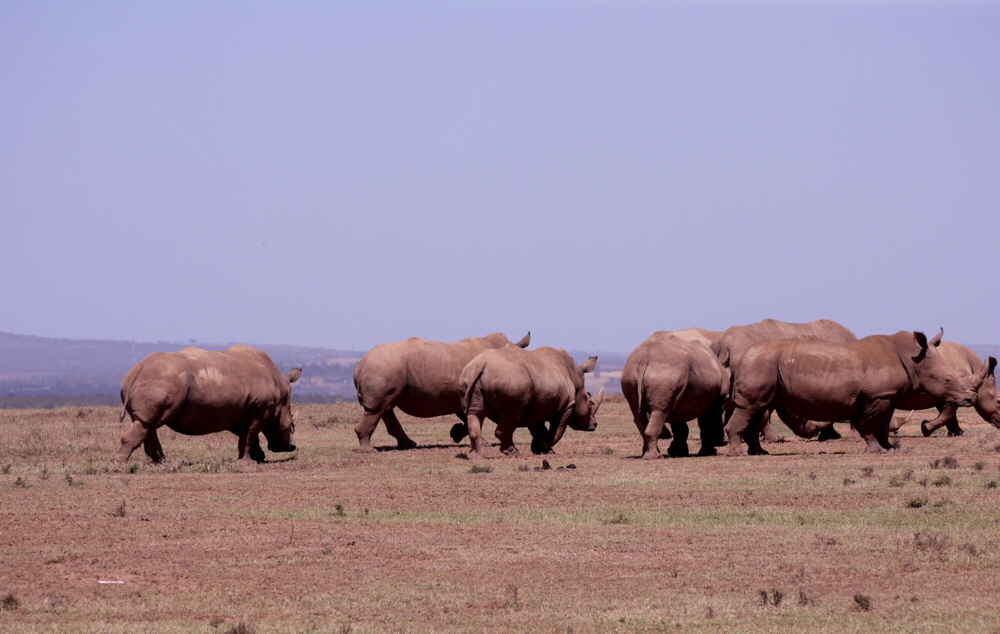 Solio Reserve Nash�rner 