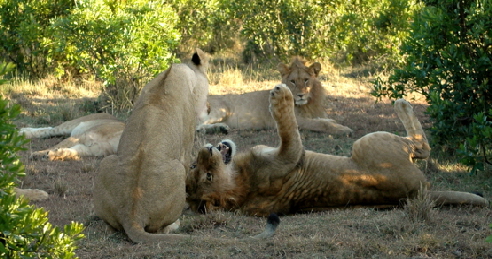 Masai Mara L�wen auf Safari