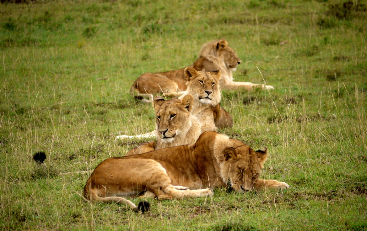 L�wen in Reih und Glied 