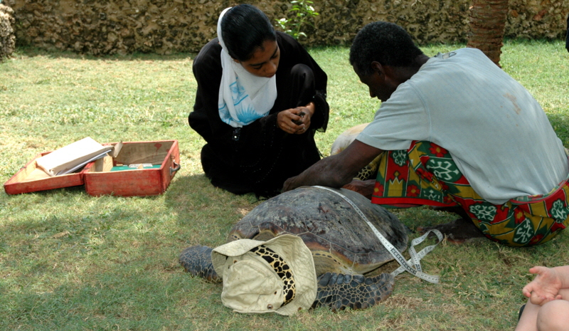 Schildkr�ten  Insel Lamu Kenia