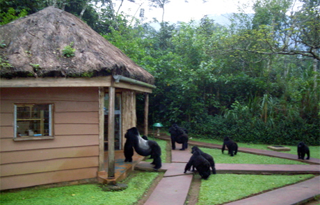 Gorillas im Gorilla Forest camp Gorillas im Gorilla Forest camp