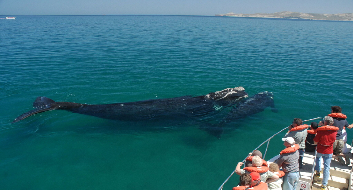 Walbeobachtung in Valdes
