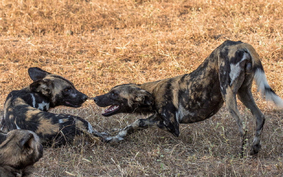 wilddogs-selous-safarilodge