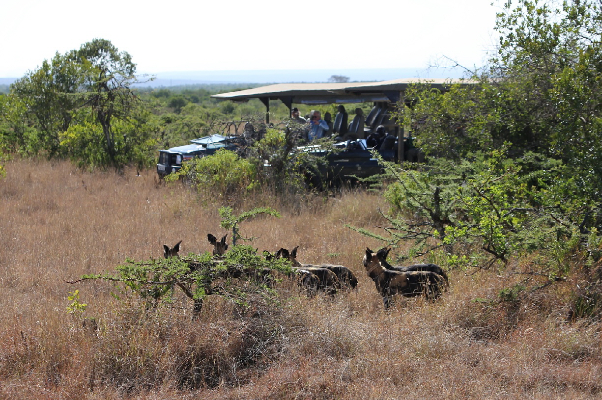 die Wildhunde sind wieder da !  April  2025 