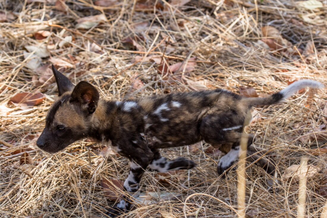 Wildhund in der Ruaha