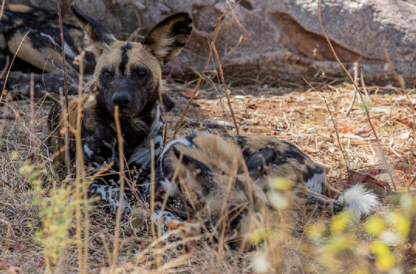 Luxus-safari-Tansania-sued