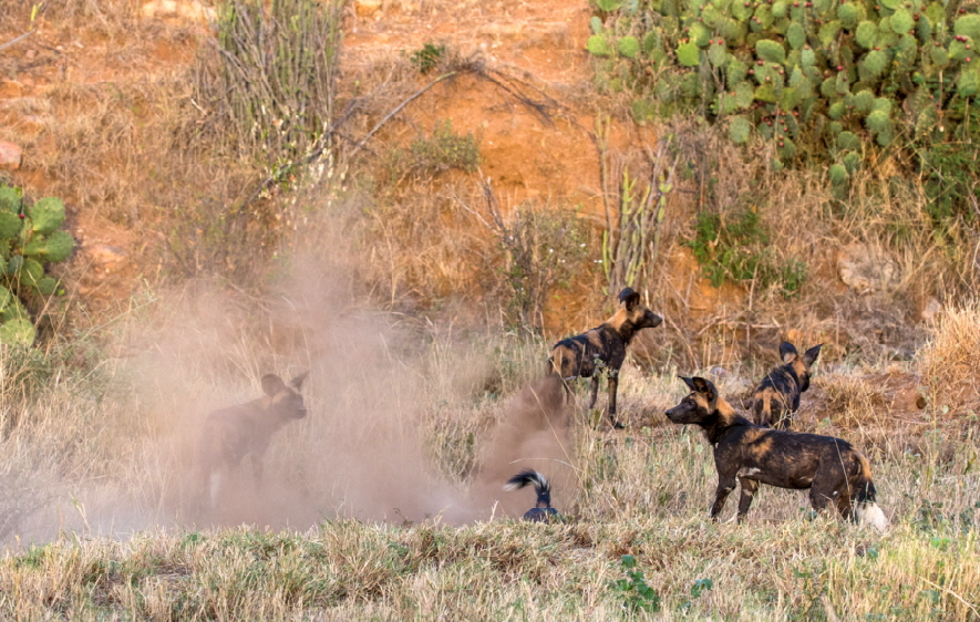 wildhunde-loisaba-kenia