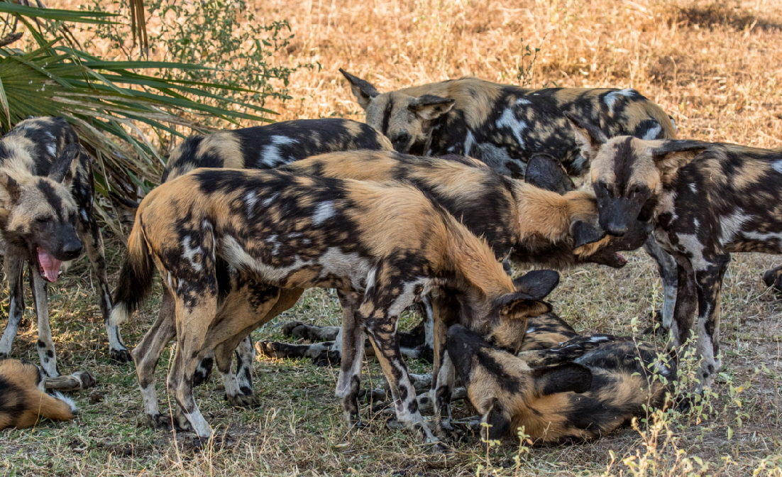 Wildhunde im Selous Tansania