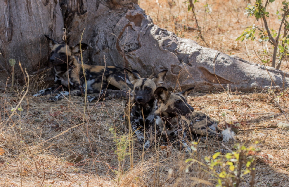 wildhundrudel-sambia-safari